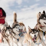 alaskan malamute
