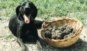 20080312_FOTO_cane_da_tartufo_d0