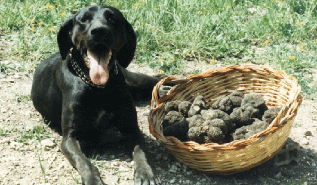 20080312_FOTO_cane_da_tartufo_d0