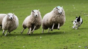 _69910989_sheep-dog-at-work-464