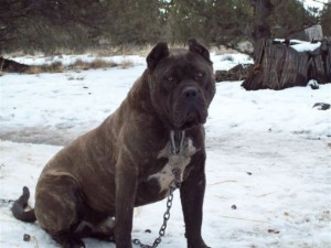 Bandog11