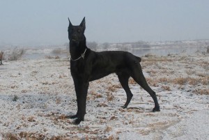 Canis Panther2