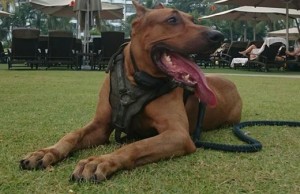 Canis Panther3