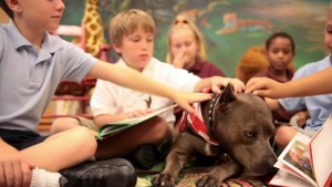 Elle-the-pitbull