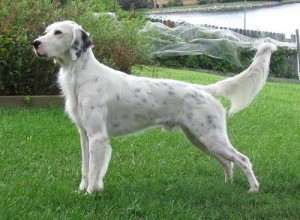 Un Setter Inglese utilizzato per la caccia…