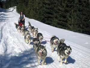 Malamute
