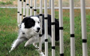 agility1