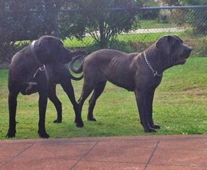 bandog2