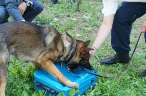 cane-antidroga