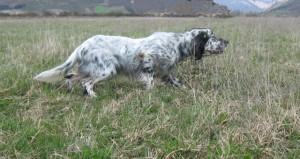 cani da ferma