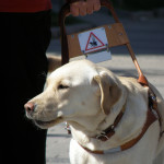 cani guida