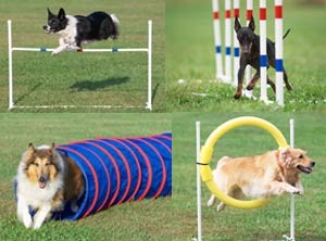 dog-agility1