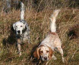 llewellin-setter_001