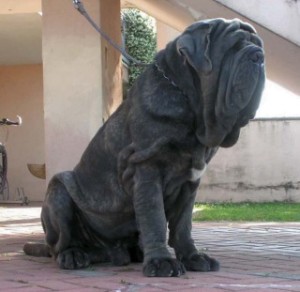 …Mastino Napoletano “di allevamento”