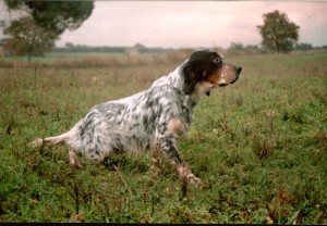 setter inglese