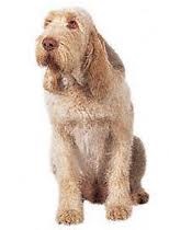 spinone-italiano