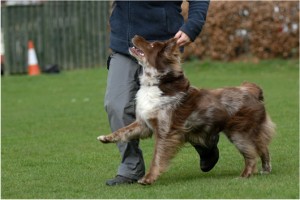 working_dogs_2