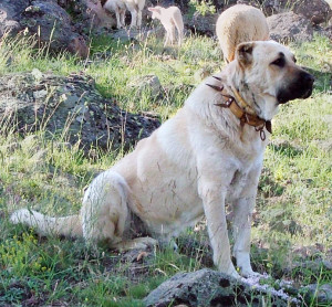 Kangal_dog_with_spikey_collar,_Turkey