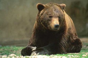 Orso-marsicano1
