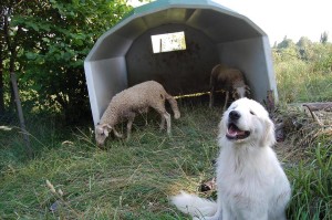 cane e pecore