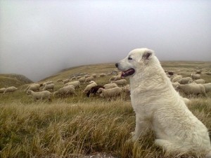 cane funzionale