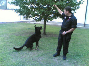 cani_lavoro_2