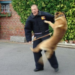 cani_lavoro_4