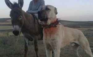 kangal-650x400