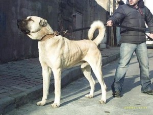 kangal02