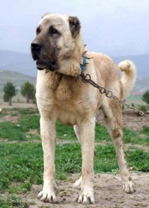 kangal3
