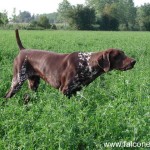 cane da ferma
