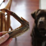 bocconcini premio per cani