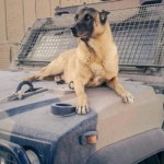 cane anti esplosivo esercito italiano