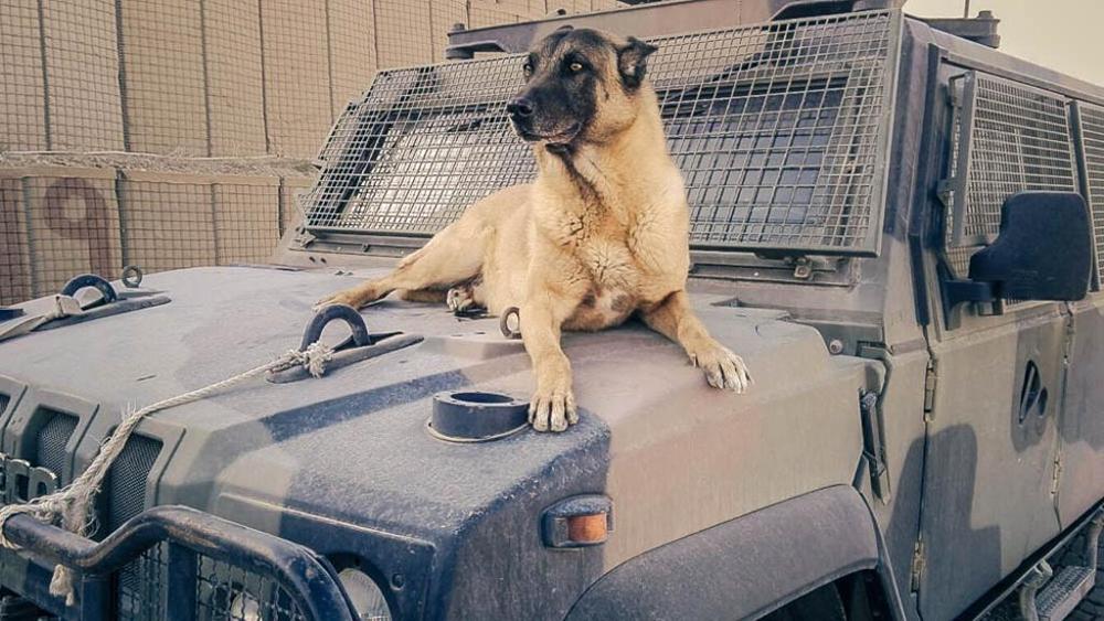 cane anti esplosivo esercito italiano