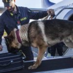 cani guardia di finanza
