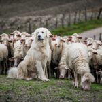 lupi e cani da gregge