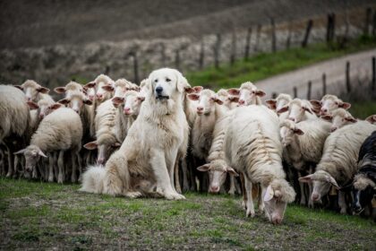 lupi e cani da gregge